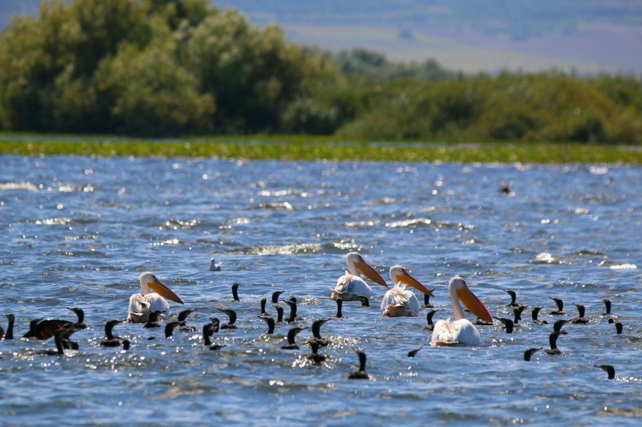 Отель Delta Pontoon Махмудия Экстерьер фото